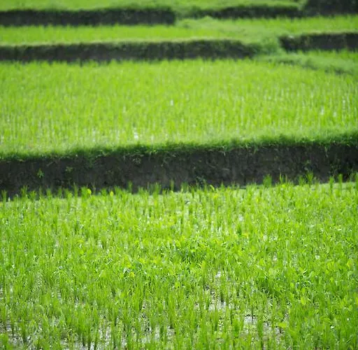 Pondok Sundari Ubud